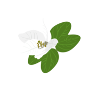 fleur blanche sur fond transparent png