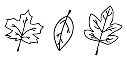 Set of doodle isolated autumn leaves. Collection of hand drawn fallen leaves. Vector outline fall illustration.