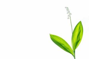 Lily of the valley flower on white background photo