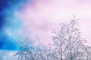 bosque de invierno congelado con árboles cubiertos de nieve. foto