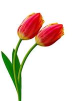 spring flowers tulips isolated on white background photo