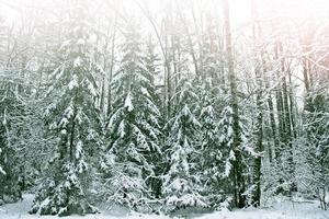 bosque de invierno paisaje de invierno árboles cubiertos de nieve foto