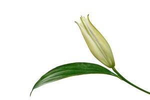 Flower lily isolated on white background. summer photo