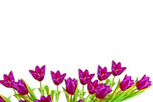 spring flowers tulips isolated on white background. photo