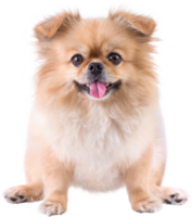 cachorrinhos fofos pomeranian raça mista cão pequinês sentado png