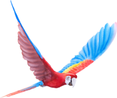 vogel papegaai ara hand verf aquarel png