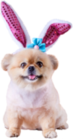 lindos cachorros pomeranian raza mixta perro pequinés usan orejas de conejo sentado en ocasión feliz día de pascua png