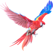 uccello pappagallo ara pittura a mano acquerello png