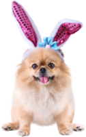 simpatici cuccioli di cane pechinese di razza mista Pomerania indossano orecchie da coniglio seduti in occasione di felice giorno di pasqua png