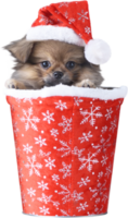söt valp pomeranian blandras pekingese hund i jultomten hatt för god jul och gott nytt år png