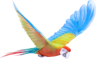 Bird parrot Macaw hand paint watercolor png