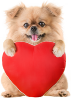 simpatici cuccioli di cane pechinese di razza mista pomeranian seduto che abbraccia un cuscino rosso a forma di cuore per San Valentino png