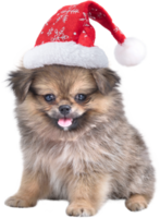 Cute puppy Pomeranian Mixed breed Pekingese dog in Santa Claus hat for merry Christmas and Happy New Year png