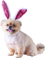 Cute puppies Pomeranian Mixed breed Pekingese dog Wear bunny ears sitting on occasion Happy Easter day png