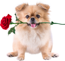 schattige puppy's Pommeren gemengd ras pekingese hond zit met roos in de mond voor Valentijnsdag png
