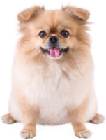 Cute puppies Pomeranian Mixed breed Pekingese dog sitting png