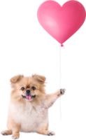 simpatici cuccioli di cane pechinese di razza mista pomeranian seduto con in mano un palloncino a forma di cuore per San Valentino png