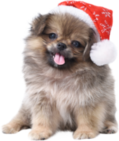 Cute puppy Pomeranian Mixed breed Pekingese dog in Santa Claus hat for merry Christmas and Happy New Year png