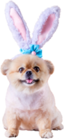 cachorrinhos fofos pomeranian raça mista cão pequinês usam orelhas de coelho sentado na ocasião feliz dia de páscoa