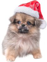 Cute puppy Pomeranian Mixed breed Pekingese dog in Santa Claus hat for merry Christmas and Happy New Year png