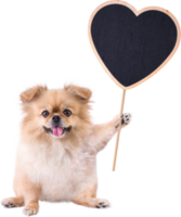 simpatici cuccioli di cane pechinese di razza mista pomeranian seduto con un cartello in legno a forma di cuore per San Valentino png