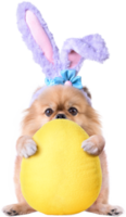 Cute puppies Pomeranian Mixed breed Pekingese dog Wear bunny ears sitting on occasion Happy Easter day png