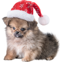 Cute puppy Pomeranian Mixed breed Pekingese dog in Santa Claus hat for merry Christmas and Happy New Year png