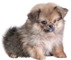 simpatici cuccioli Pomerania razza mista pechinese dog sitter png