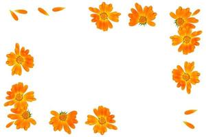 Bright marigold flowers isolated on white background. photo