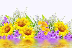 Bright colorful flowers isolated on white background. photo