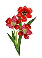 spring flowers tulips isolated on white background photo