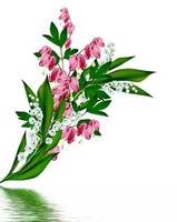 lily of the valley isolated on white background photo