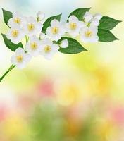 White jasmine flower. photo