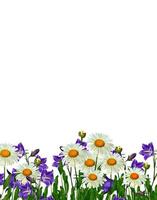 daisies summer white flower isolated on white background photo