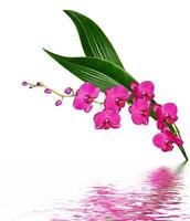 Orchid flower isolated on white background photo