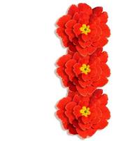 spring flowers primula isolated on white background. photo