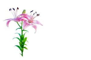 Bright lily flowers isolated on white background. photo