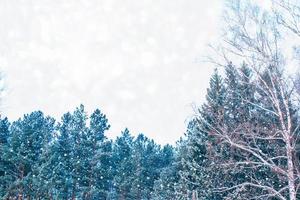 Frozen winter forest with snow covered trees. photo