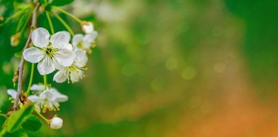 Bright colorful spring flowers photo