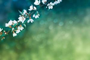 Blossoming branch cherry. Bright colorful spring flowers photo