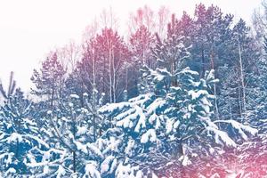 bosque de invierno congelado con árboles cubiertos de nieve. foto