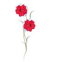 Petunias isolated on a white background. Colorful flowers. photo