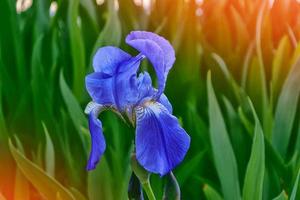 flores de iris de colores brillantes sobre un fondo del paisaje primaveral. foto