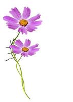 Cosmos flowers isolated on white background photo