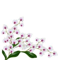 Orchid flower isolated on white background photo