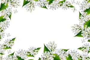 Flower lilac isolated on white background. summer photo