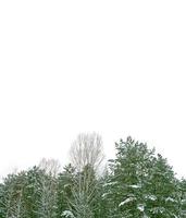 bosque de invierno congelado con árboles cubiertos de nieve. foto