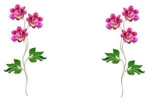 Colorful bright flowers peonies isolated on white background. photo