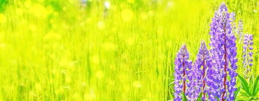 Summer landscape with beautiful bright lupine flowers photo