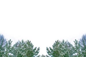 Frozen winter forest with snow covered trees. photo